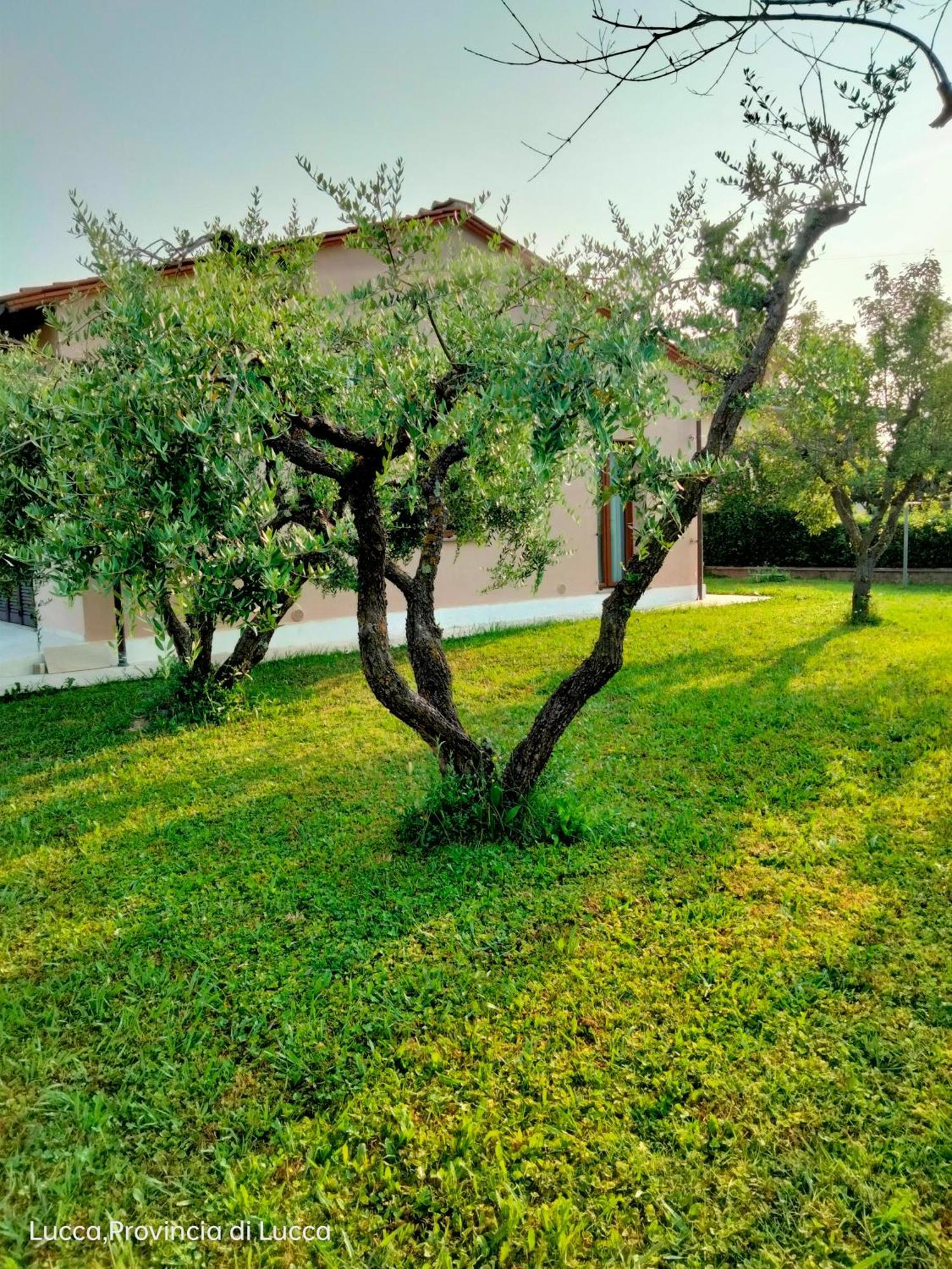 Il Melograno Apartment Lucca Luaran gambar